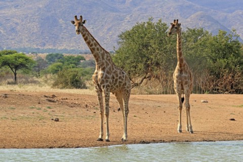 Southern giraffe