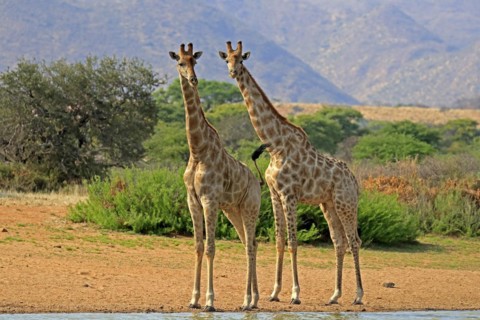 Southern giraffe