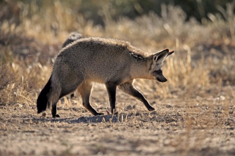 Bat-eared fox