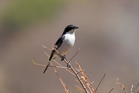 Shrike Flycatcher