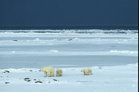 Polar bear
