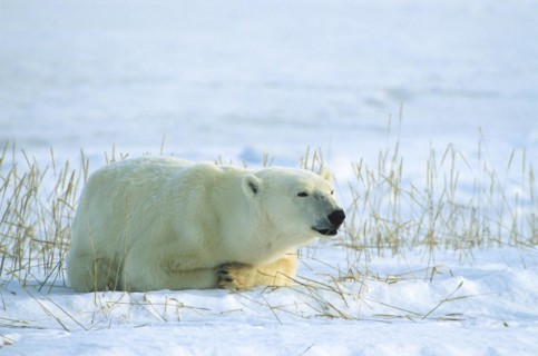 Polar bear