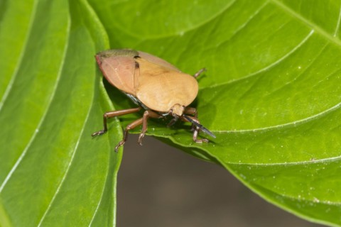 Giant shield bug