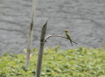 Green bee-eater