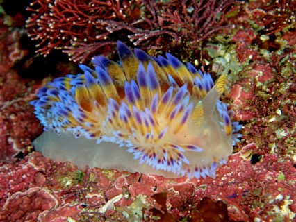 Gasflame nudibranch