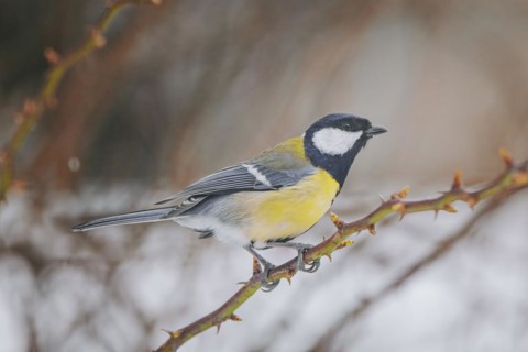 Great tit