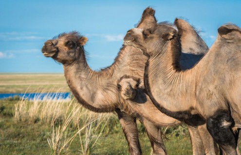 Camel family