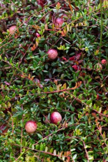 Small cranberry