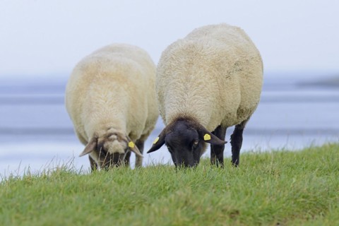 Two domestic sheep