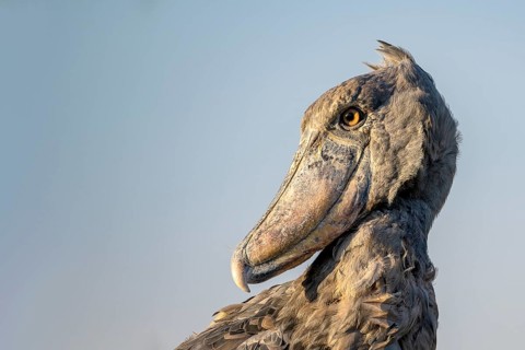 Shoebill