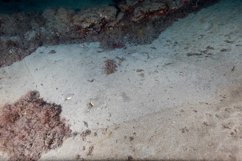 Butterfly ray