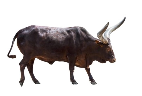 Ankole-Watusi bull