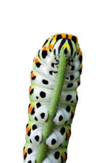 Caterpillar of common yellow swallowtail