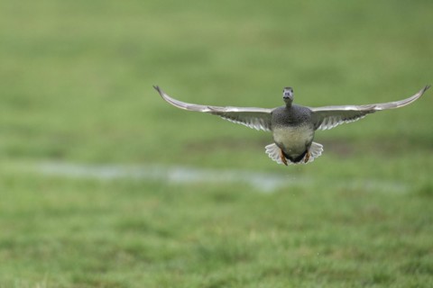 Gadwall