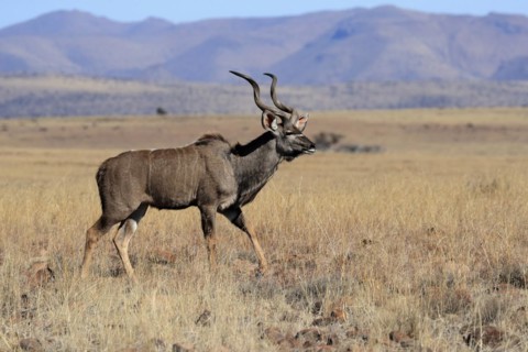 Zambezi greater kudu