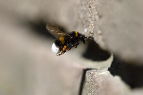 Ground bumblebee