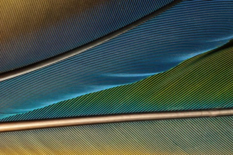Parrot feathers in blue