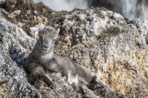 Alpine ibex