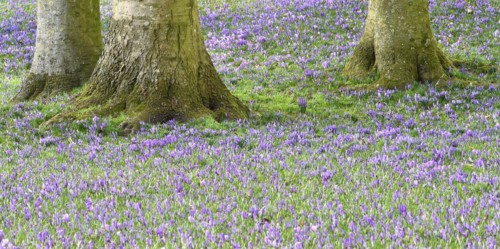 Crocus