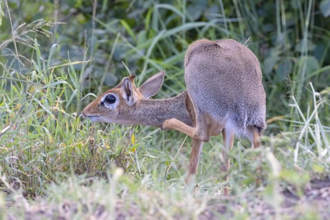 Dik