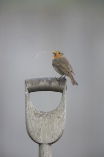 European robin