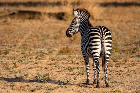 Plains Zebra of the subspecies crawshay's zebra