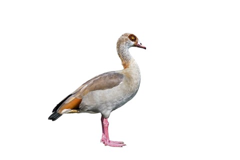Egyptian goose