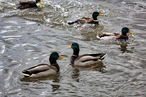 Four mallards
