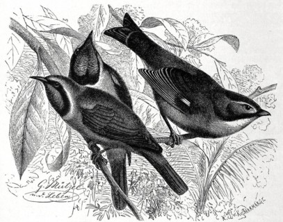 Bird