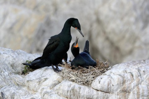 Cape Cormorant