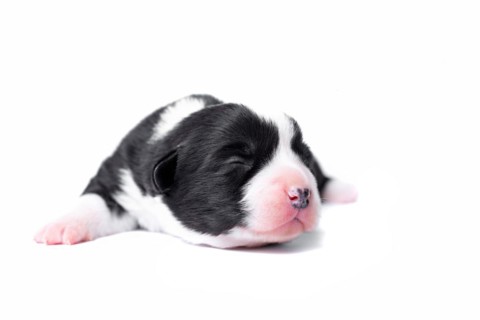 Ten days old excellent puppies of the Welsh Corgi Pembroke