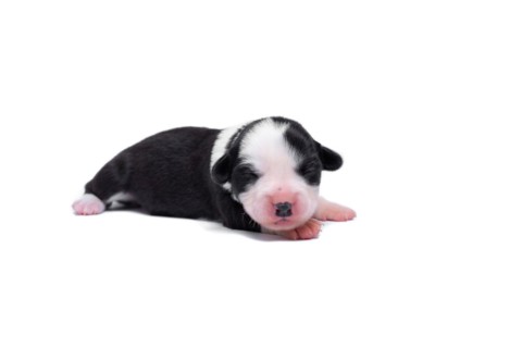Ten days old excellent puppies of the Welsh Corgi Pembroke