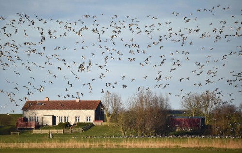 Canada Geese