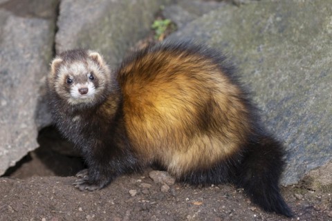 Ferret