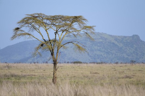 Solitary umbrella thorn acacia