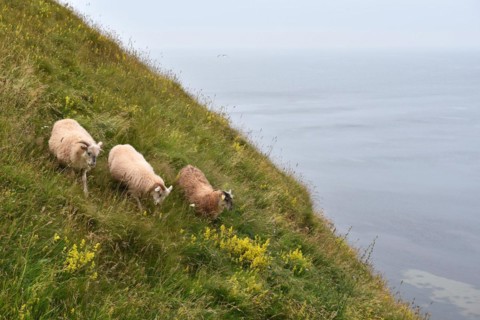 Domestic sheep