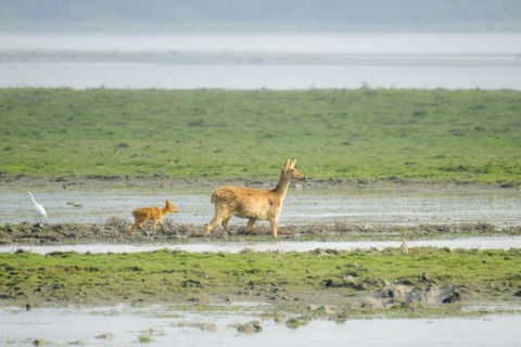 Female Swamp Deer with her baby