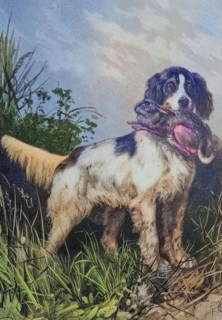 Hunting dog retrieving a young hare