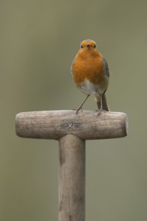 European robin