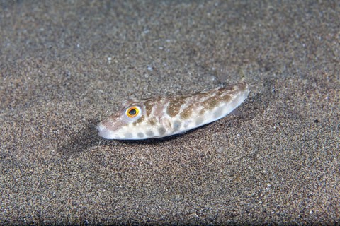 Brown pufferfish