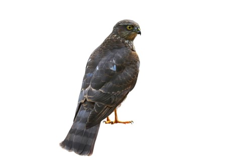 Eurasian sparrowhawk