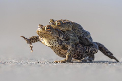 Female common toad