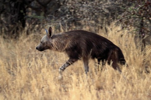 Sable hyena