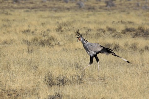 Secretary bird