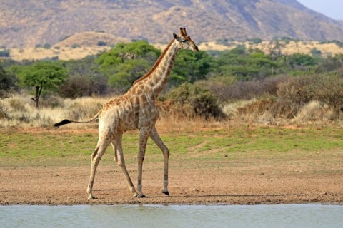 Southern giraffe