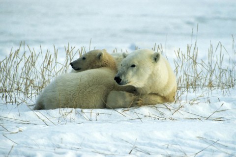 Polar bear