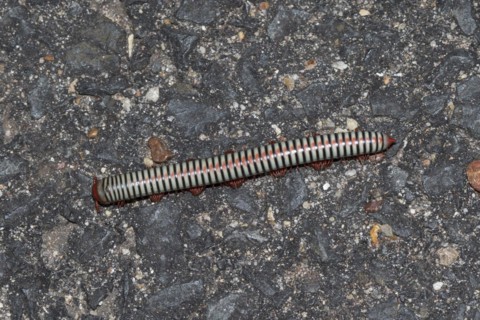 Millipede