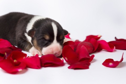 Ten days old puppies of the Welsh Corgi Pembroke