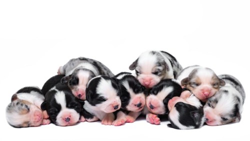 Ten days old excellent puppies of the Welsh Corgi Pembroke