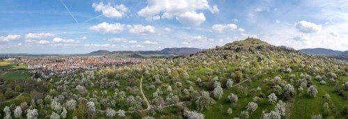 Flowering fruit trees